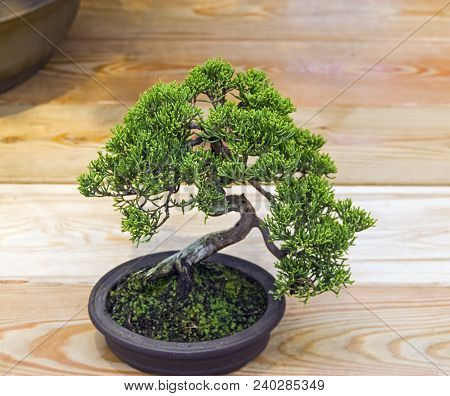 Bonsai - Chinese Juniper (juniperus Chinensis). Age - About 15 Years. Exhibition Of Bonsai In Apteka