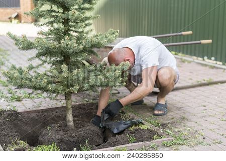 A Man Is Planting A Christmas Tree. Man Planting Small Christmas Tree In Silty Soil Ground With Bare