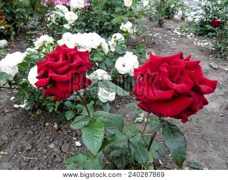 Two Beautiful Amazing Dark Red Roses On The Stems Grow In The Garden. Photo Of The Burgundy Roses Of