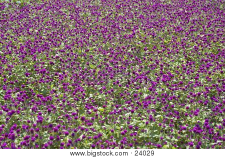 Flores roxas