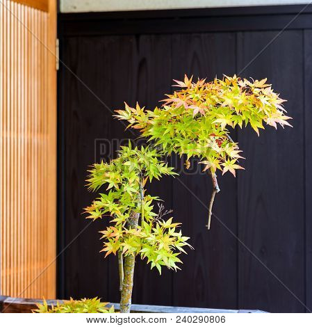 Bonsai Tree Maple Tree, Kyoto, Japan. Copy Space For Text.