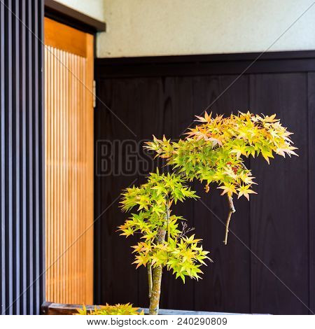 Bonsai Tree Maple Tree, Kyoto, Japan. Copy Space For Text.
