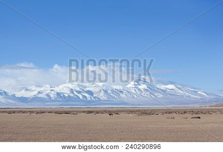 Gurla Mandhata Peak And Herd Of Kiangs, Wild Asses At Manasarovar Lake In Tibet, China. It Is Native