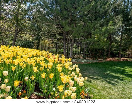 Bright Yelloow Tulips In A Garden Or Park In Spring