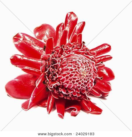 Etlingera 姜