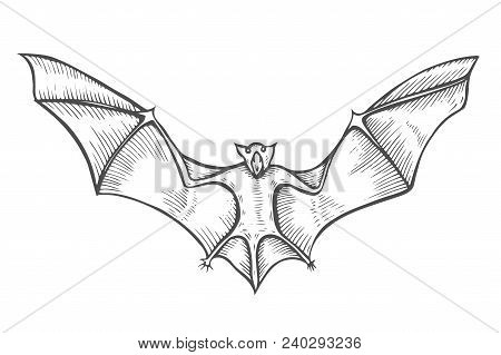 Screaming Flying Bat With Extended Wings, Hand Drawn Vector Illustration