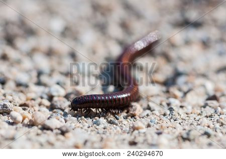 Close-up Of A Millipede. Shallow Depth Of Field