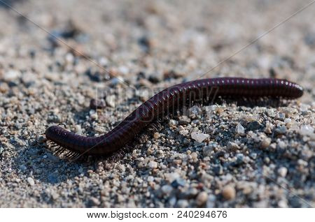 Close-up Of A Millipede. Shallow Depth Of Field