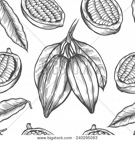 Vector Cocoa Tree Illustration. Vintage Background With Hand Drawn With Leaves, Flowres, Fruits And 
