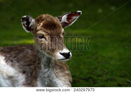 Portrait Of Fallow Deer (dama, Dama) In The Forest. Phtography Of Wildlife.