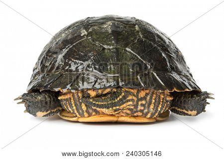 Backside of a single water turtle isolated on white background