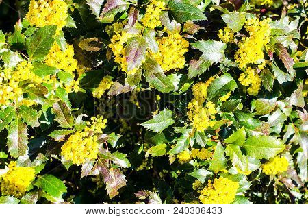 Background Of Leaves And Yellow Flowers Of Mahonia. Studio Photo