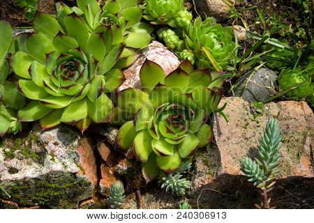 Aye-green or houseleek (Sempervivum) in a rock garden. A succulent plant with rosettes of fleshy leaves.
