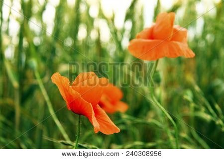 Red Poppy Flowers On The Field Of Wheat Summertime