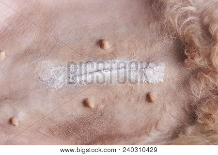 Cream On Scar With Stitching Of Dog Stomach