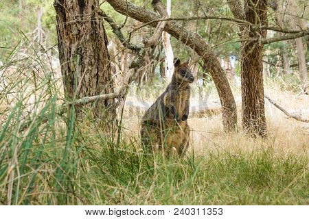 Wallaby Under The Trees In Grassland In Phillip Island, Victoria, Australia