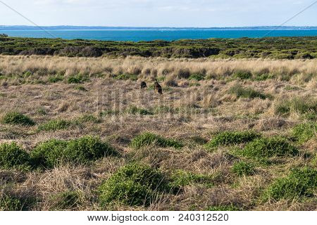 Wallabies In The Flat Landcape Of The Nobbies In Phillip Island, Victoria, Australia