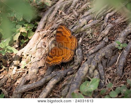 papillons