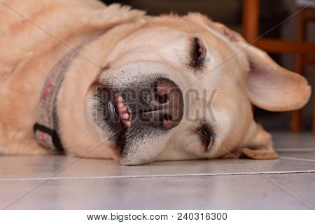 Cute White Labrador Retriever Dog  Is Lying On The Floor At Home/ Funny Animals/ Silly Face