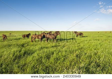 A Herd Of Wild Horses Shown On Water Island In Atmospheric Rostov State Reserve