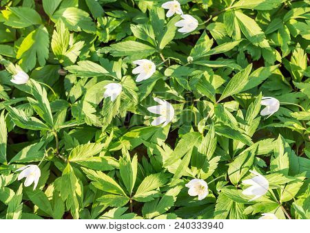 Small White Pring Flowers At The Forest.
