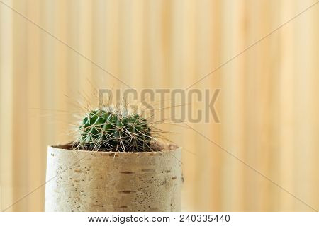 Small Young Echinocactus Cactus With Long Thorns In Flower Pot Of Birchbark On Light Striped Wooden 