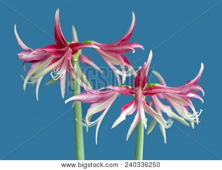 Amaryllis Hippeastrum Exotic Sybister Quito Close Up