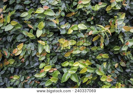 Ficus Pumila Bindwwed Wall Covered Plant Close Up