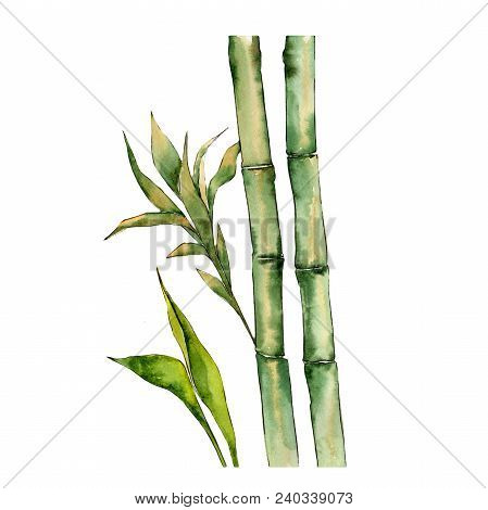 Bamboo Tree In A Watercolor Style Isolated. Aquarelle Wild Bamboo Tree For Background, Texture, Wrap