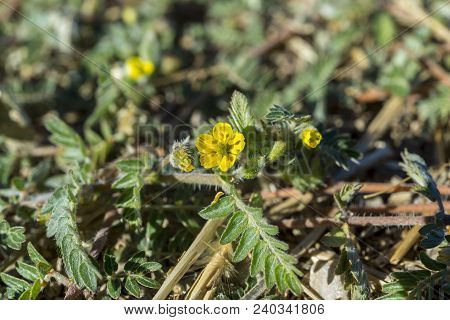 Leaves And Flowers Of Tribulus Terrestris. It Is Native To Warm Temperate And Tropical Regions Of Th