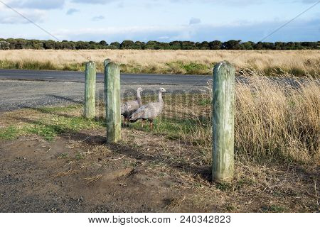 Two Cape Barren Goose In The Last Sun In Grassland In Nobbies, Phillip Island, Victoria, Australia