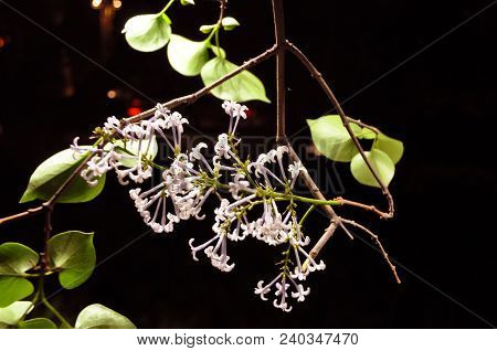 Lilac under the lights
. Photographed in Changchun , China