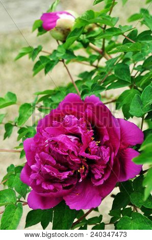 Pink peony flower
. Photographed in Changchun , China