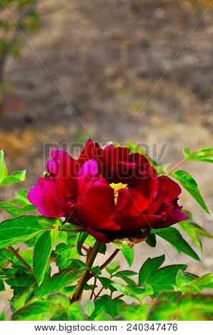 A Fuchsia Peony
. Photographed in Changchun , China
