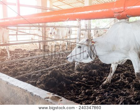 The Cow Is Waiting For The Benefactor To Be Redeemed From The Slaughterhouse To The Farm