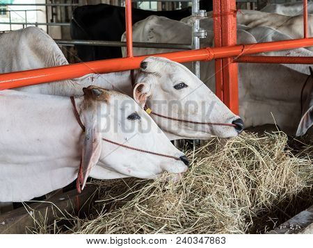 The Cow Is Waiting For The Benefactor To Be Redeemed From The Slaughterhouse To The Farm