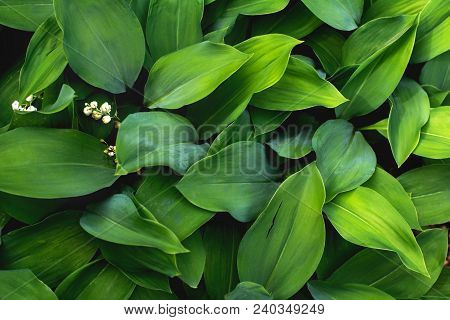 Natural Background With Lilies Of The Valley Top View Close-up Of Leaves And White Flowers Peeping O
