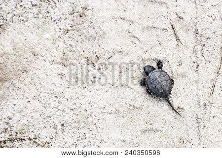 Small River Turtle On A Sandy Background. Natural Backgrounds. Animal World. Recreation