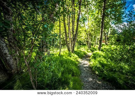 Northern Landscape And Nature In Alaska Panhandle