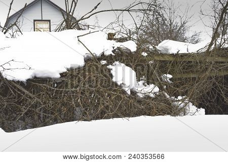 Shrubs Under Massive Snow And A House In The Background, Outdoor Shot