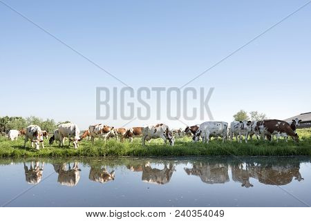 Red And White Cows Under Blue Sky In Green Grassy Meadow Reflected In Water Of Canal On Sunny Spring