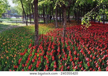 Trees and tulips
.  Photographed in Changchun , China