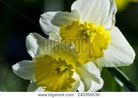 Soft Focus Of White Wild Daffodil Or Lent Lily Flowers - Narcissus Pseudonarcissus, Amaryllidoideae,