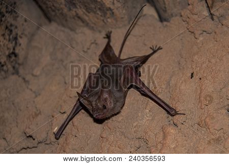 Common Small Vampire Bat At Sands Cave.