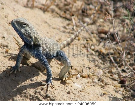Le lézard avec des écailles bleues sur le sable