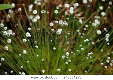 Eriocaulon Henryanum, White Flowers In Beautiful Nature.