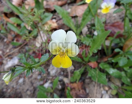 Johnny Jump Up, Heartsease, (viola Tricolor), Tickle-my-fancy,