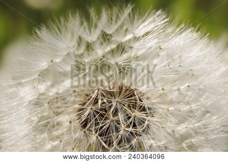 Dandelion Seed Head , On Blurry Background, Macro Close-up. Dandelions, Dandelion Meadow, White Flow