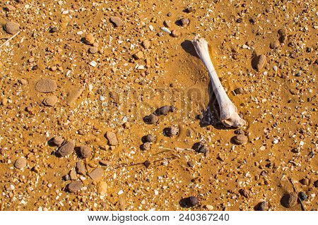Single Bone In The Desert. Death In Wastelands In Hot Day