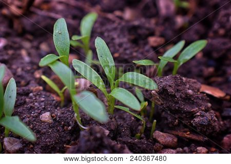 Macro Shot Of Young Sprouts On A Bed Of Cilantro Close Up In A Garden In South Jordan, Utah.